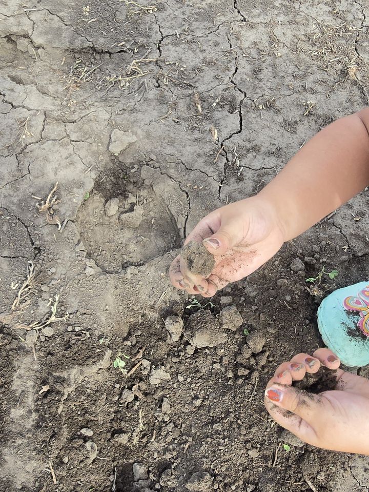 A young child's hands holding clumps of soil in the field
