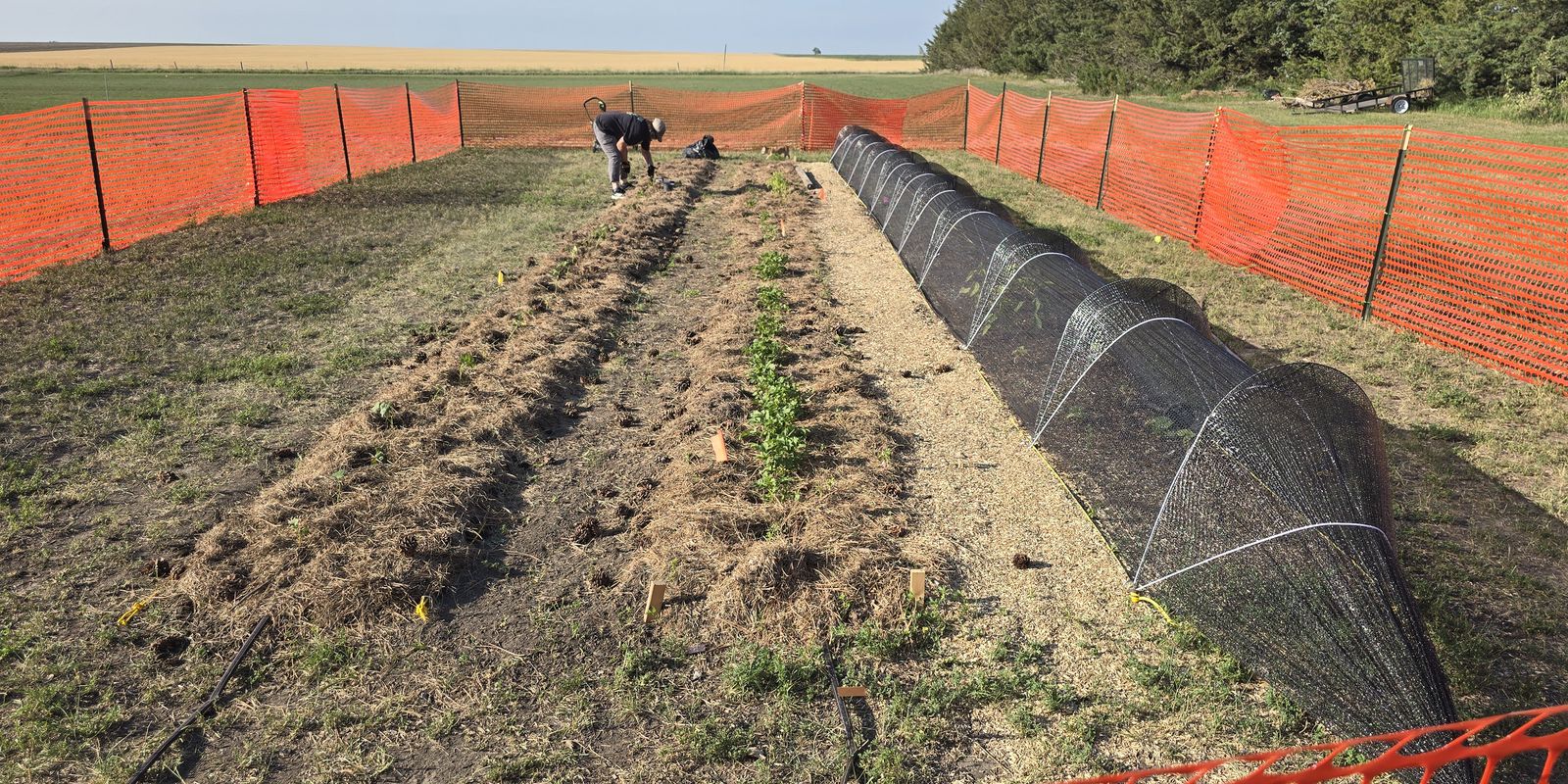 Year-one pilot rows mulched with straw, a mulched walkway and a netted low tunnel, with a grower planting at the far end