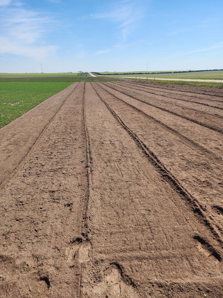 Long freshly prepared rows of bare soil stretching toward the horizon beside a green field