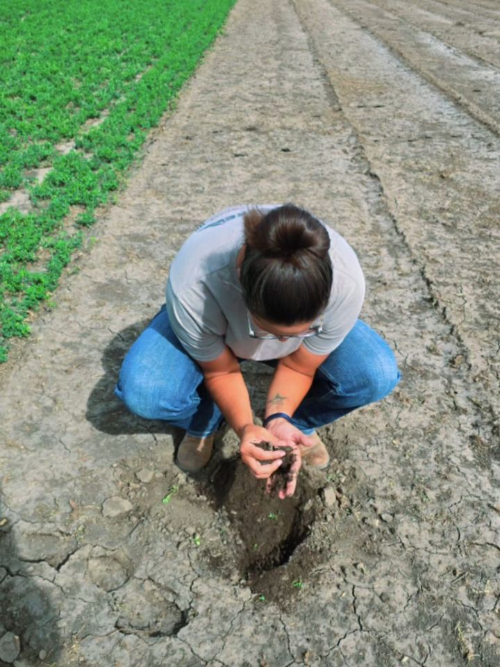 A grower crouching in a field row, holding a handful of soil dug from a small hole
